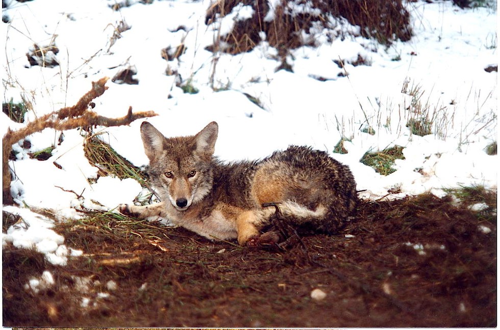 Lucha contra trampas matan coyotes en Estados Unidos más intensa que nunca