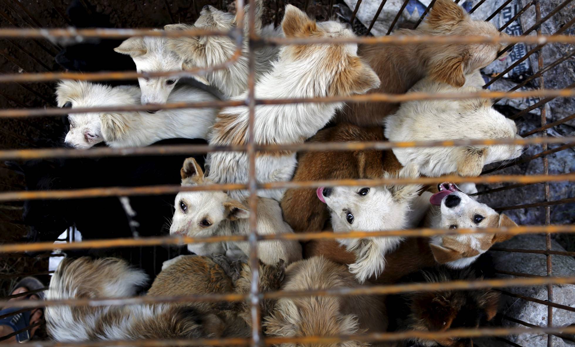 Se prohíbe en Taiwán consumo de carne de perro y gato
