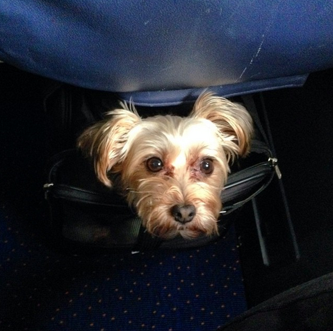 Viajar en avión con perro