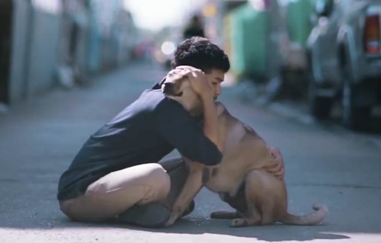 abrazo perros sin hogar