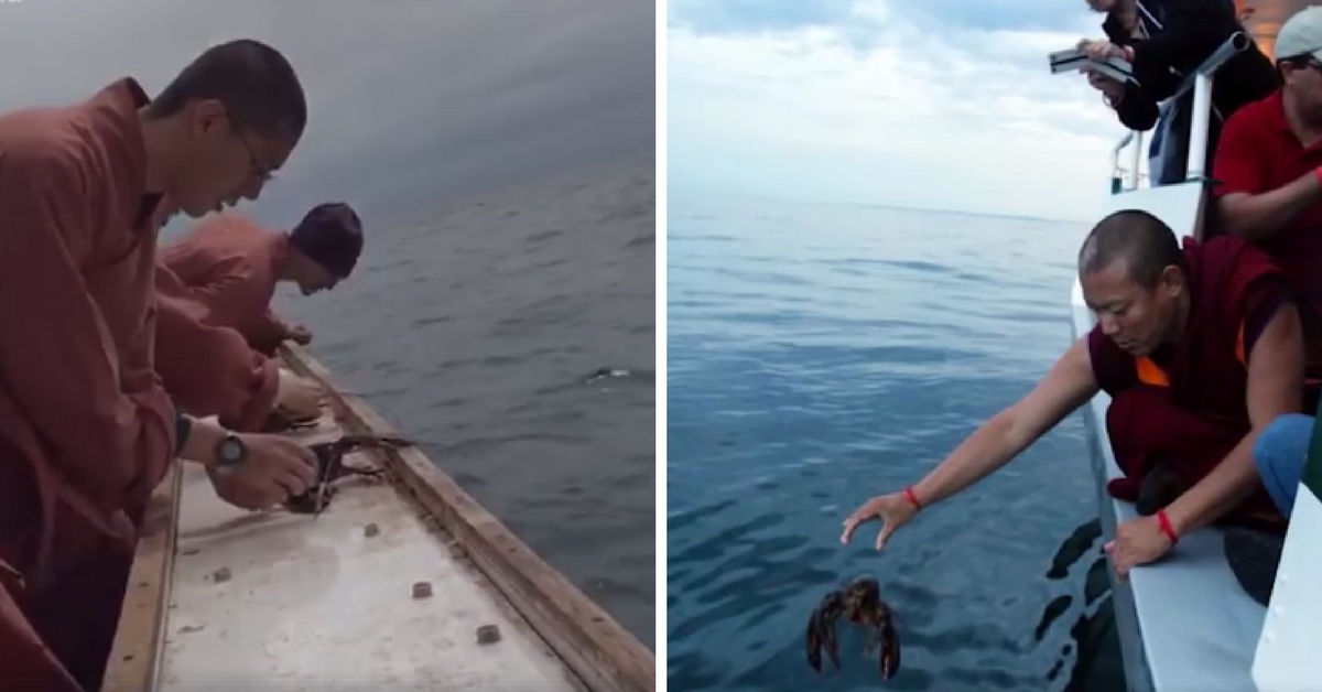 Budistas compran cientos de langostas vivas para regresarlas al mar
