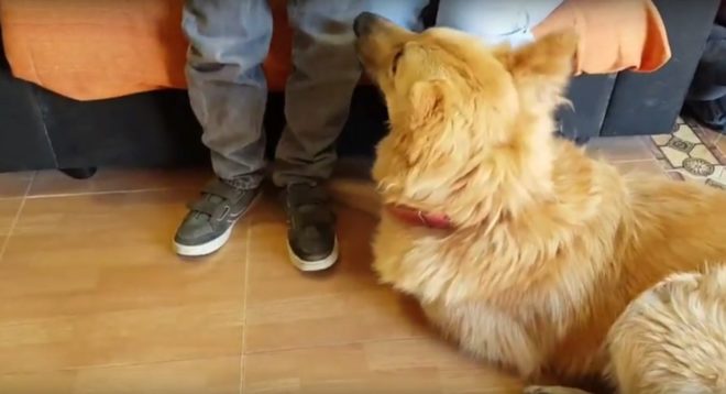 Perros pueden entrenarse para detectar epilepsia