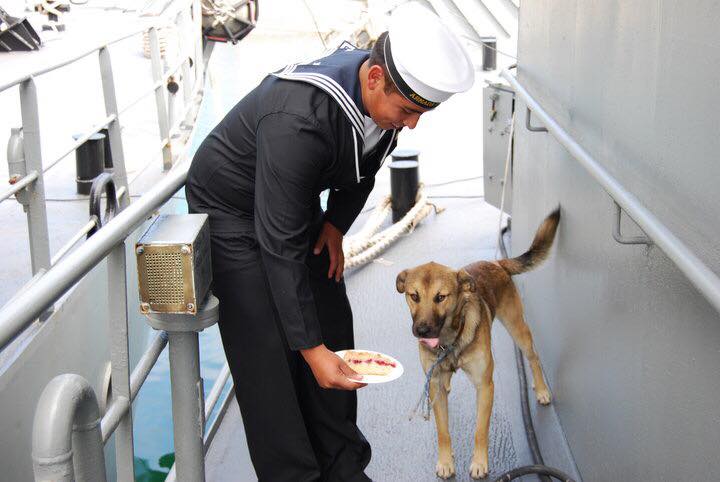 Marina de Chile adopta un perro en su tripulación