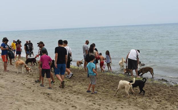 Perros disfrutan de dos nuevas playas en España