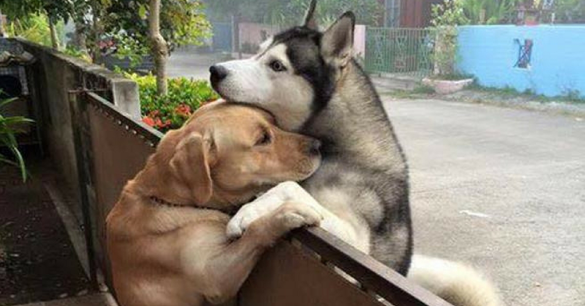 Perro escapa de casa solo para abrazar a su perro vecino