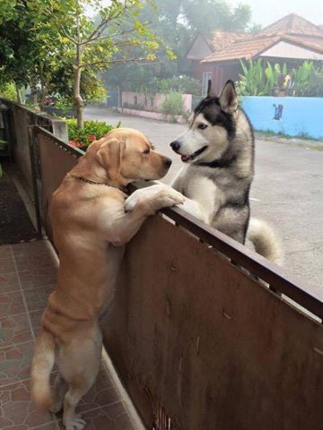 Perro escapa para abrazar perro vecino