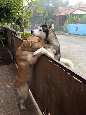 Perro escapa para abrazar perro vecino