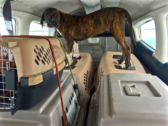 veterinario pilota avión para salvar perros