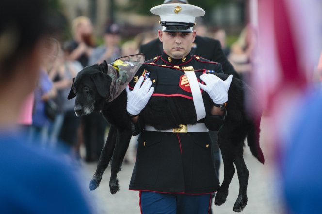Despedida de perro militar