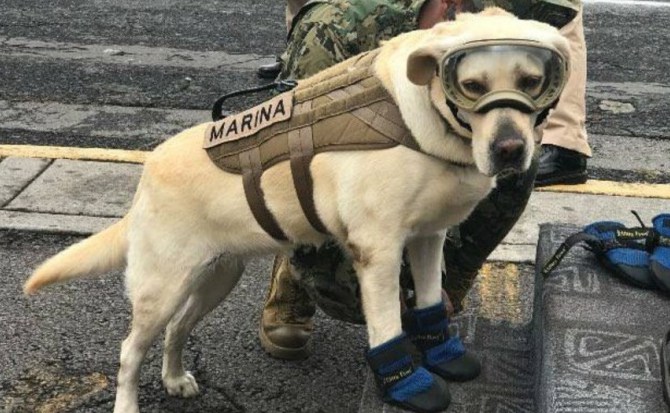 Frida, un icono cooperación humano canino de rescate durante terremoto México