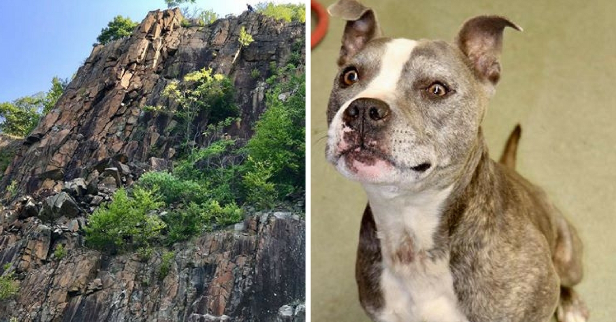 Perro atrapado en acantilado es salvado por bomberos