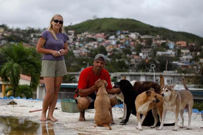 Pareja salva sus 7 perros de huracán en Puerto Rico