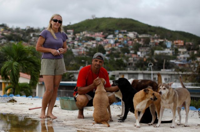 Pareja salva 7 perros huracán puerto rico