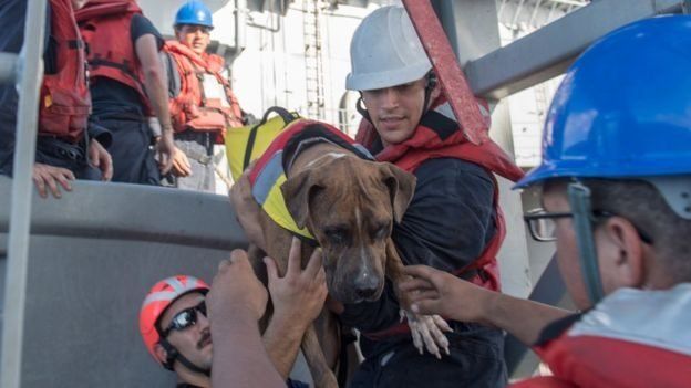 rescate perros y mujeres en océano
