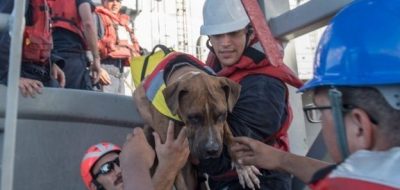rescate perros y mujeres en océano