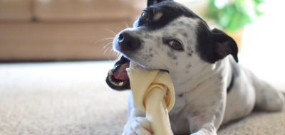 Huesos de golosina pueden matar perros