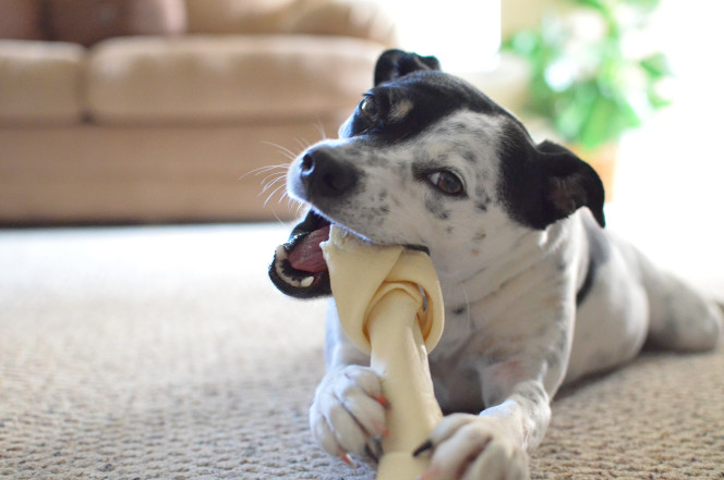 FDA advierte huesos procesados pueden matar a tu perro