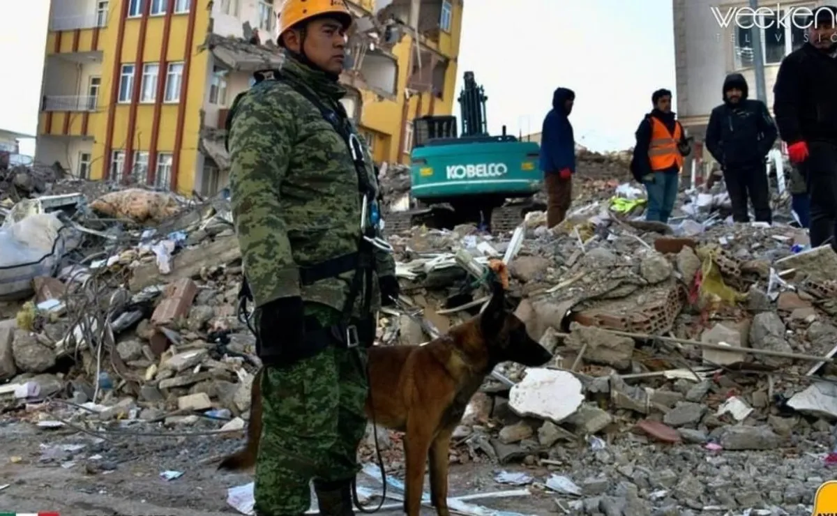 La triste pérdida de Proteo en Turquia, el perro rescatista Mexicano